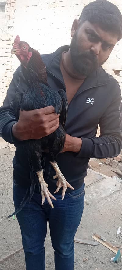 out standing aseel murga amroha cross age 2 years ek ankh ma par laga