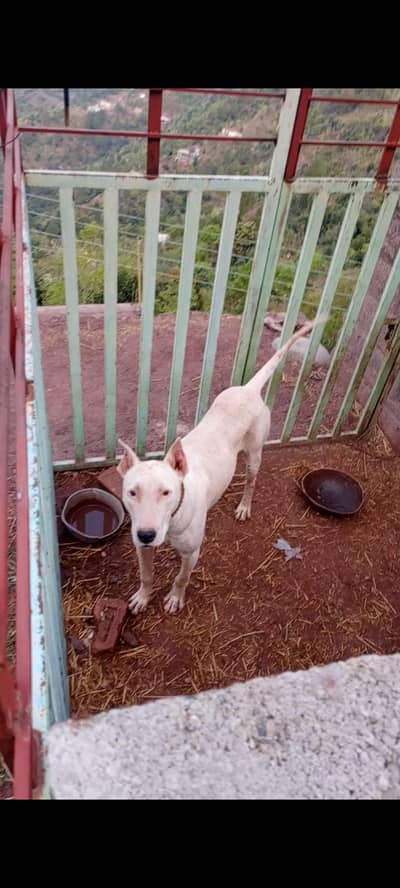 whatsapp 03015852873