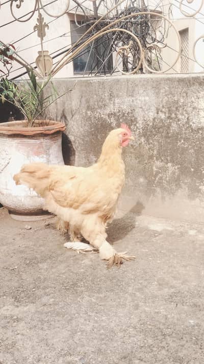 Golden heavy Buff pair full healthy For sale  golden buff heavy buff