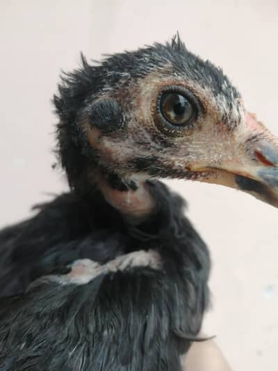 Aseel Thai x Vietnam for sale i