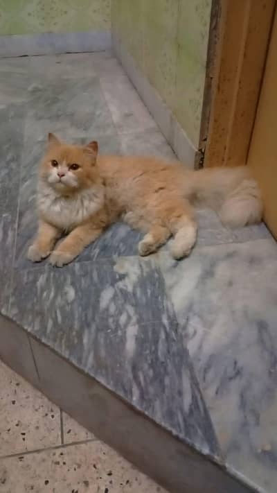 Persian female 0333.4400557