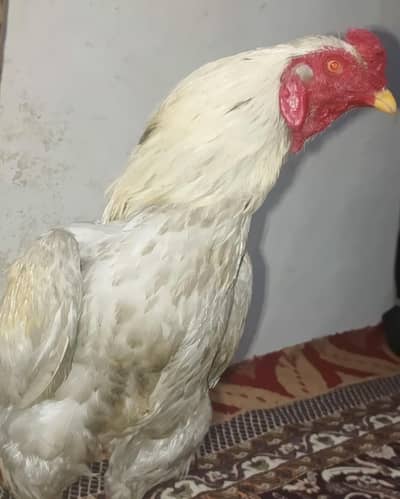 اصیل ہیرا مرغا ہے تھوڑا سا اس کے اوپر یلو پر ائے ہوئے ہیں وہ بیچ میں