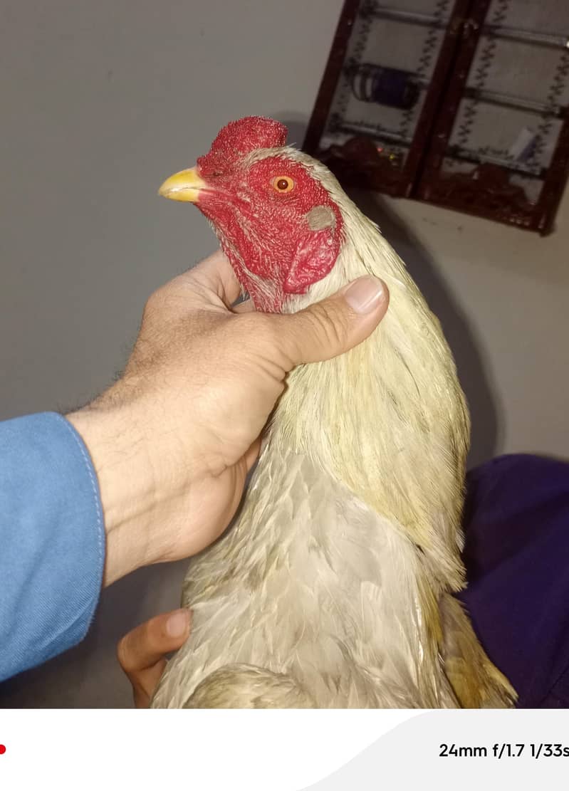 یہ کیج فور سیل ہے یہ تقریبا چار فٹ اس کی لمبائی ہے تین فٹ اونچائی ہے 0