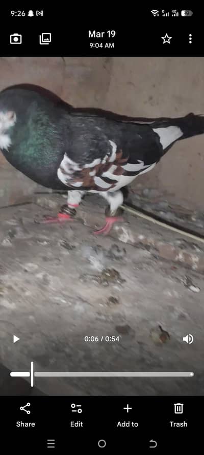 siyah khal kaliyara pair for sale 03088998822