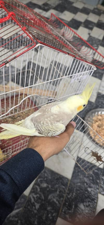 Cocktail Hand Tame Self