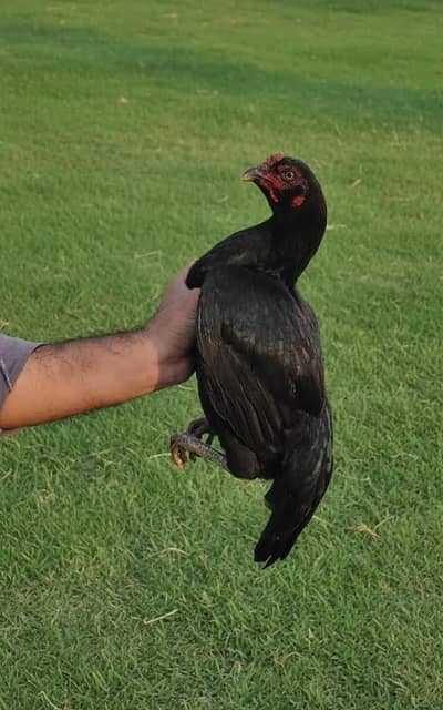 Lasani Aseel Female Hen for sale
