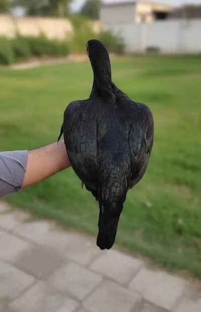 Lasani Aseel Female Hen for sale