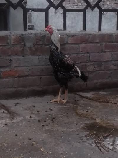 Thai jawa Pata yalow nok me ghr ka Pala howa jisko chya wo rabta kara