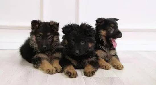 German Shepherd Puppies long Coated