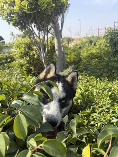 Black and white siberian husky male wolly coat