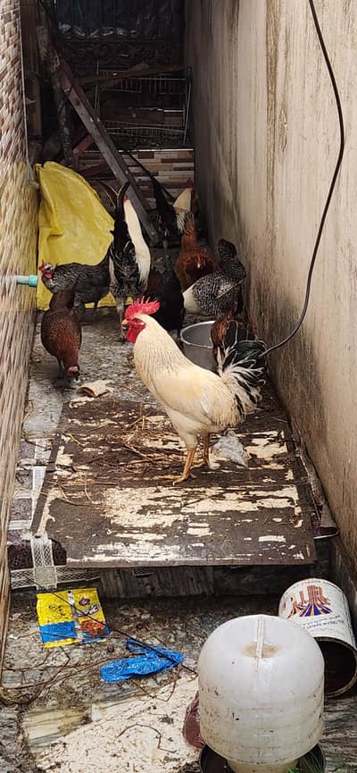 home breed murgi+murga eggs