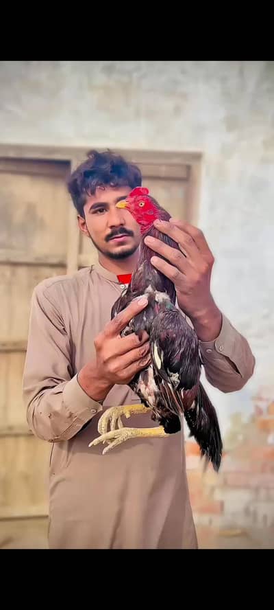 pure miawali nasal ka lakha