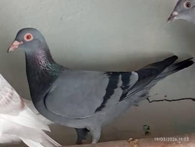 All pigeons for sale