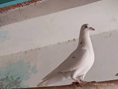 All pigeons for sale