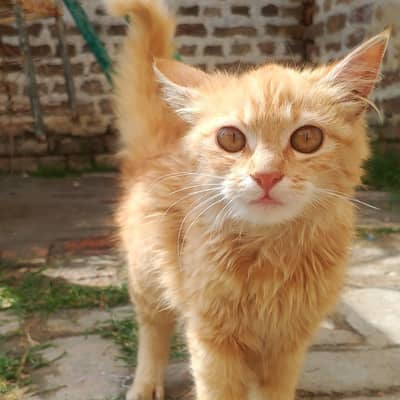 Beautiful & Active Orange Tabby Kitten for Sale