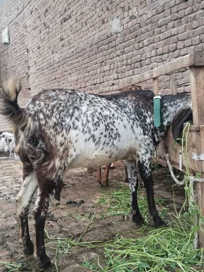 3 female gbn goats for sel