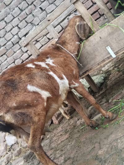 female gbn goats for sel