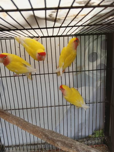 Common loutino breeder pair