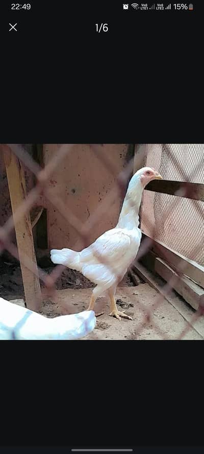 Turkish hint Heera aseel female egg lying