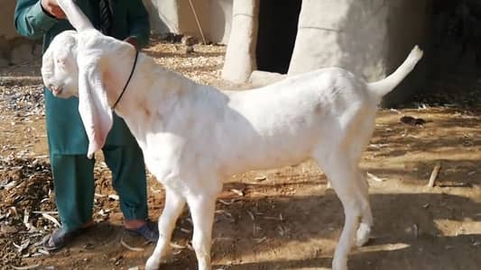 Qurbani ke Liye Bakra for sale, 03221442364