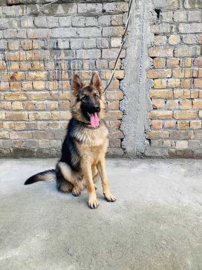 German Shepherd Male 8m Old