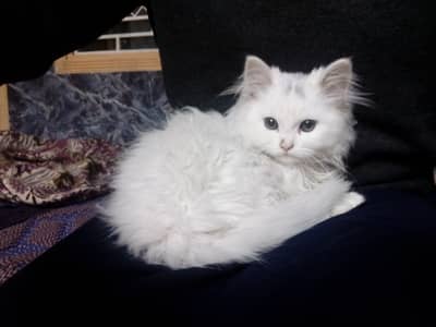 Pershan Cat For Sale