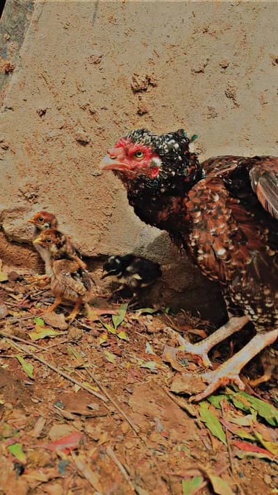 Assel chiks for sale