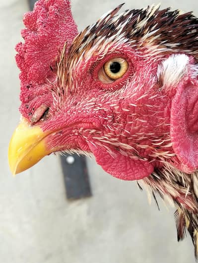 assel murga munasib rate my