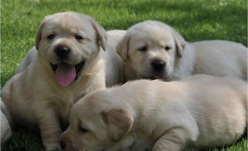 Labrador beautiful puppies available on very reasonable price