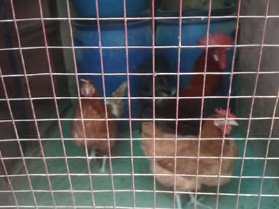 Desi Egg Laying Hens healthy and Active  2 feml h 1 male