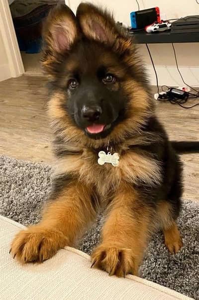 German Shepherd Puppy Long Coat