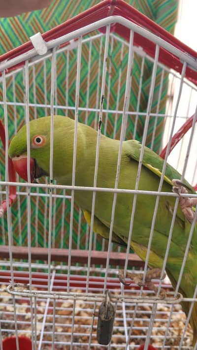 Eid offer. 3000 on mood taking, full breeder