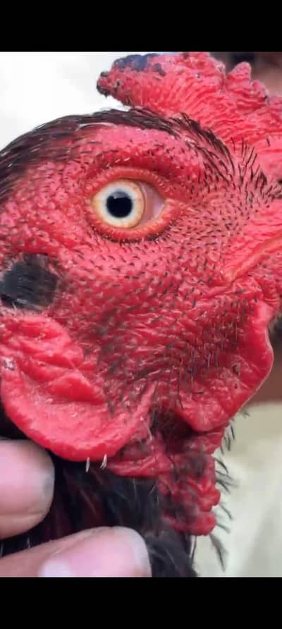 Pure Aseel Murgha for sale con#0309-6870114