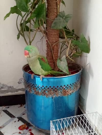 RAW female hand tamed