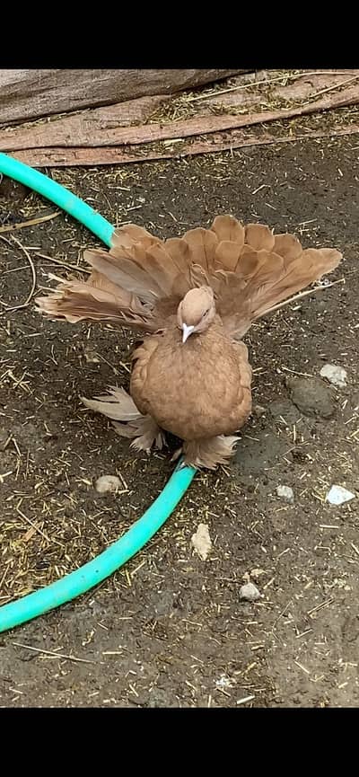 AMERICAN FAINTAIL BREEDER FEMALE FORSALE 03115733578 call or WhatsApp