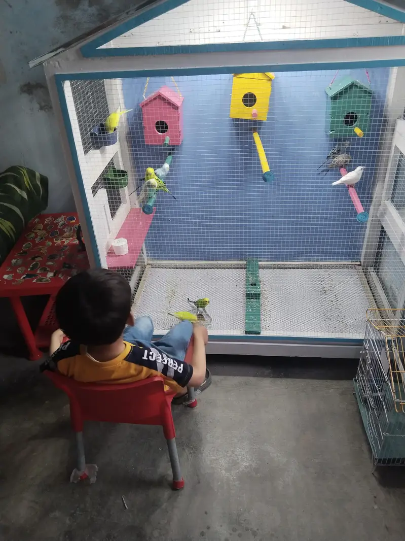 Birds Parrot Cage