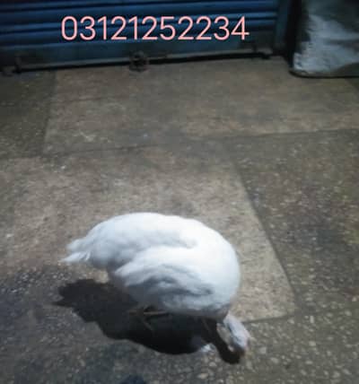 Chinese murgi / Guinea fowls