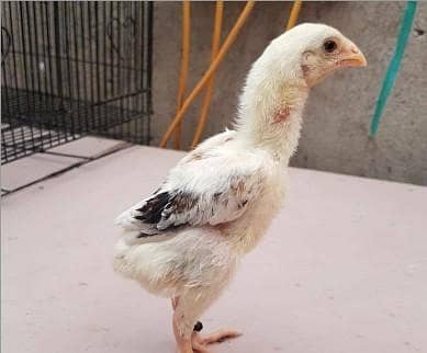 aseel Shamu chicks for sale ha