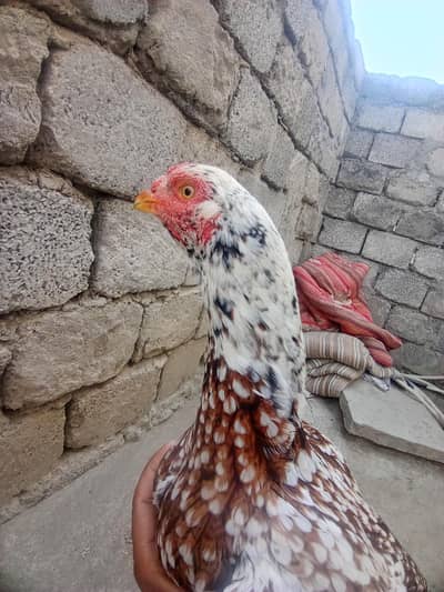 Ando wali cheni madi