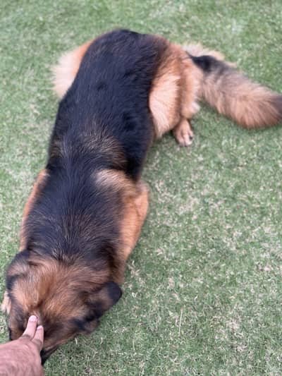 Female gsd breeder and gaurd dog