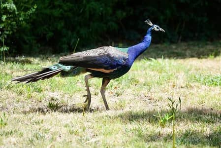 Healthy peacock for sale beautiful & Active
