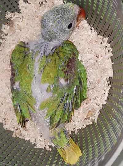 healthy and Active Breeder Pairs and Chiks