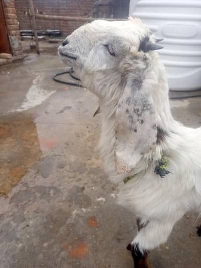 Full Actve femail goat