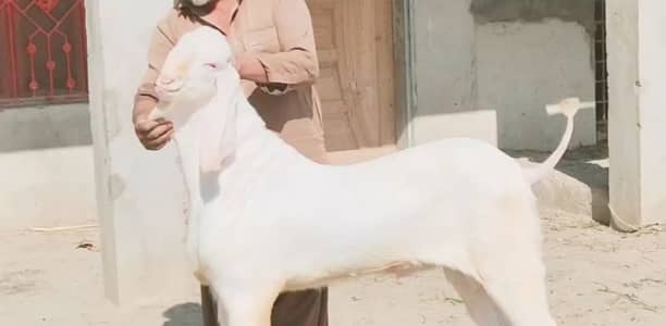 munh se 2 dant Bakra for sale call me 03460423873