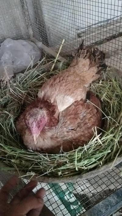 Aseel broader Hen, Assel Kuruk murghi