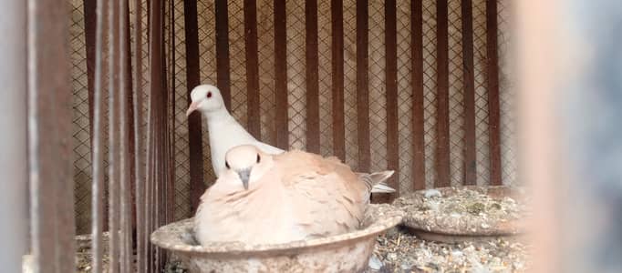 Doves breeding pairs