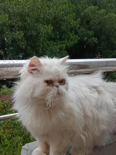 extreme punch face long coat "piki face" cat