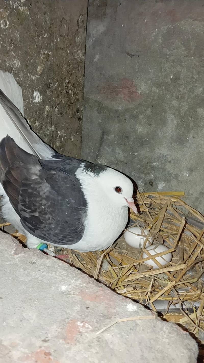 Piegons with chicks 0