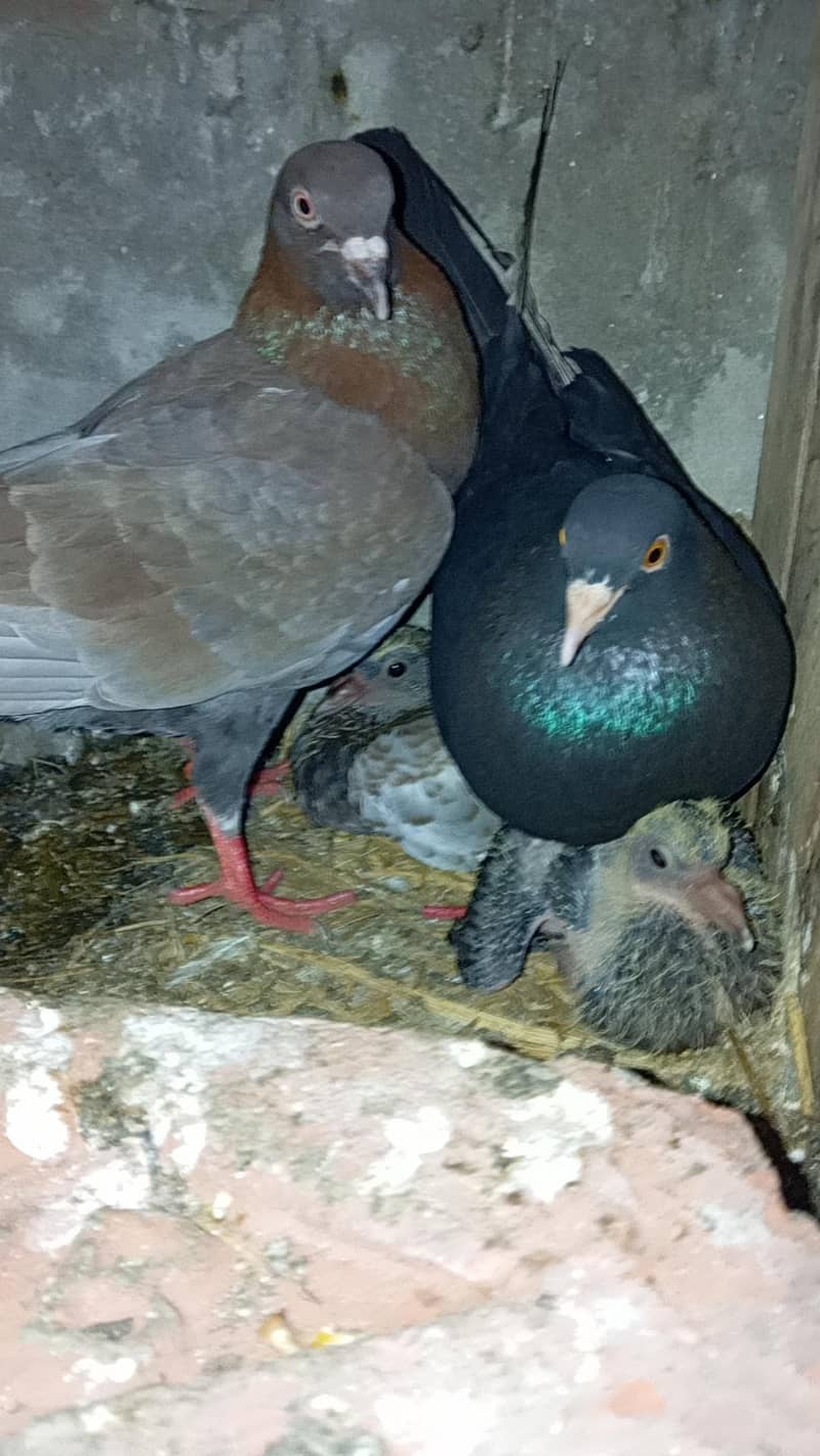 Piegons with chicks 1