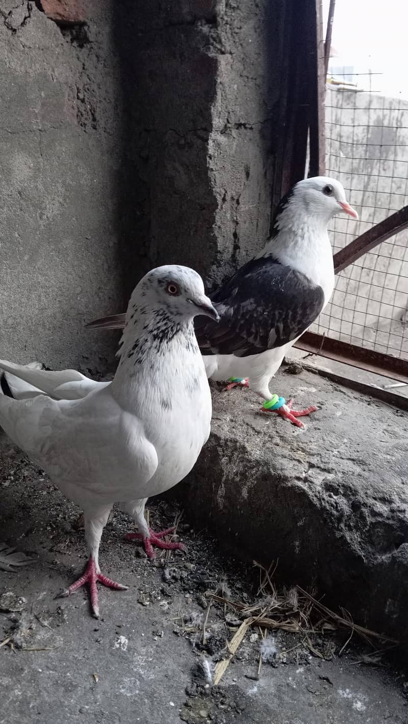 Piegons with chicks 2